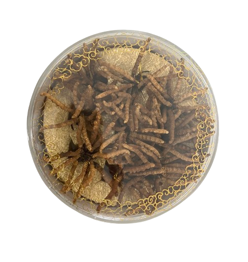 Cordyceps - 3500
