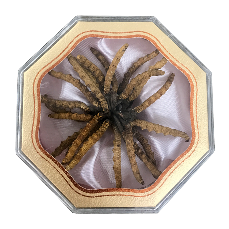 Cordyceps - 2200 (10g/box)