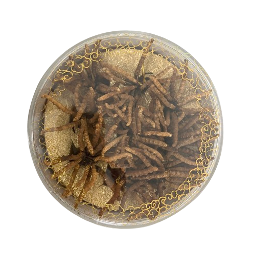 Cordyceps sinensis (Tibetan grass) (37.5g/box)