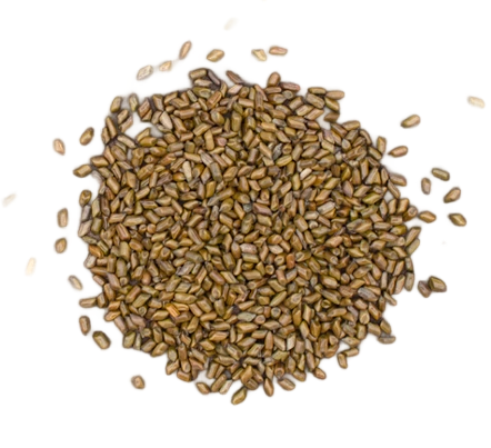 Cassia seeds (37.5g/bag)
